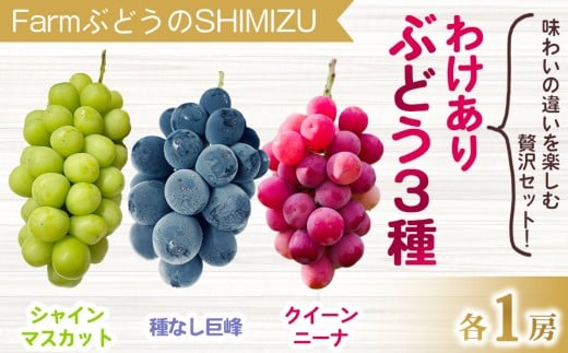 【清水農園】わけあり3種のぶどうミックスセット（クイーンニーナ、シャインマスカット、種無し巨峰）各1房、合計3房（1.3kg以上） ※2025年9月中旬以降順次発送予定