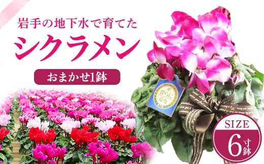 シクラメン 1鉢（ 6寸鉢 ）花 クリスマス 冬の花 鉢植え 6寸 1鉢 高品質 国内産 国産 花 生花 観賞 インテリア プレゼント 贈り物 ギフト 岩手県 北上市 舶来屋 E0312