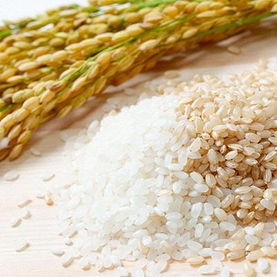 ふるさと納税 瀬戸内市 令和7年産 石原果樹園の備前乙女米 玄米 30kg×1袋 岡山県 [No.5735-1124] |  | 01