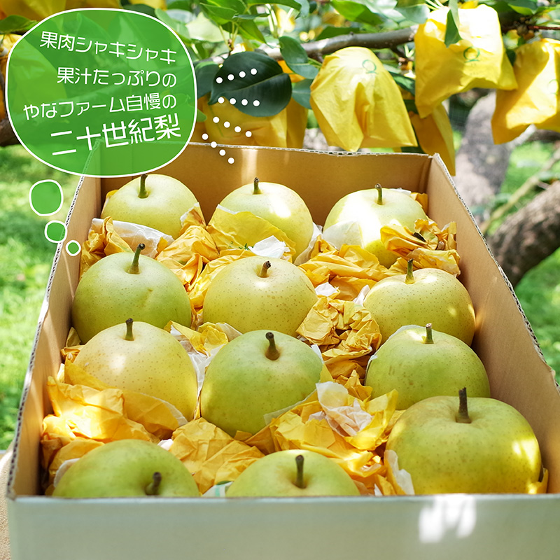Q1【やなファーム】二十世紀梨 5kg