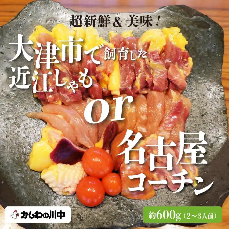 【かしわの川中】超新鮮＆美味！大津市で飼育した近江しゃもor名古屋コーチン！約600g（2〜3人前）[G005] / しゃも 軍鶏