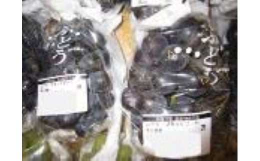 
            季節のフルーツ「ブラックビート」約2kg【８月発送】
          