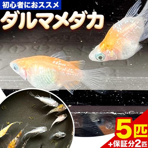 【ふるさと納税】 メダカ ダルマメダカ 生体 メダカ 5匹 2匹 死着保証 合計 7匹 株式会社ココロカラ《30日以内に出荷予定(土日祝除く)》熊本県 荒尾市 メダカ 魚 観賞用 生き物 飼育 初心者
