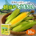 【ふるさと納税】【8月中旬以降順次発送】【ニセコ町産】 朝採れ とうもろこし 10本 《喜茂別町》【ニセコビュープラザ直売会協同組合】 トウモロコシ コーン 先行予約 季節の野菜 夏野菜 北海道[AJAH025]