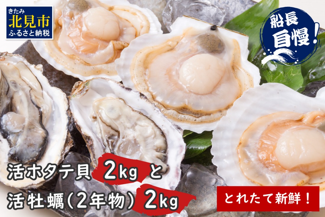 【予約：2026年10月中旬から順次発送】とれたて新鮮！活ホタテ貝2kgと活牡蠣2年物2kg ( 海鮮 魚介 貝 帆立 ほたて ホタテ カキ かき 牡蠣 セット BBQ )【114-0014-2026】