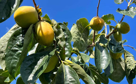 【先行予約】【12月中旬より順次発送】優しい香りと、もっちり食感が◎ 百市のほし柿 8個入 島根県松江市/百市農園 [ALDL002] 柿