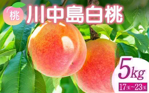 ＜先行予約＞ 福島県産 甘くてジューシー 桃 川中島 白桃 5kg（17玉～23玉） モモ フルーツ 果物 福島県 鏡石町 F6Q-357