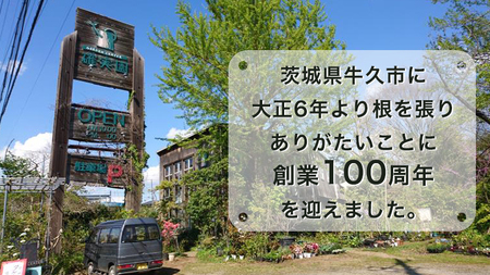 ≪先行予約≫ガク アジサイ 【 おまかせ 1点 】【2025年4月上旬頃より発送開始】 植物 花 インテリア フラワー 紫陽花 お花 園芸 初夏 梅雨 ガーデニング