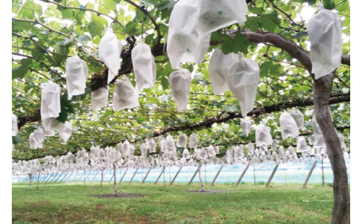 【2026年8月下旬～9月下旬発送】旬の種なしぶどう詰め合わせ　1.5kg（２～４房）【茨城県共通返礼品/石岡市】【ブドウ 巨峰 ビオーネ 伊豆錦 ゴルビー セット 安芸クイーン フルーツ 果物 くだ