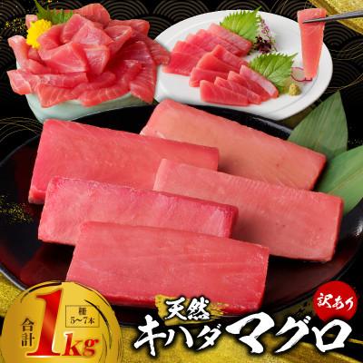 ふるさと納税 泉佐野市 キハダマグロ 合計 1kg 柵 5-7本 冷凍まぐろ 訳あり サイズ不揃い 015B291