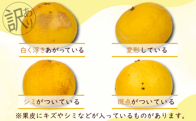 【先行予約受付】【R8年発送】 土佐文旦 L~4L 約5kg 訳あり フルーツ 柑橘 ぶんたん 特産品 高知県産 家庭用 果物 ジューシー 爽やか 酸味 甘み 芳香 2月 3月 4月 熟成 贈答用 ギ