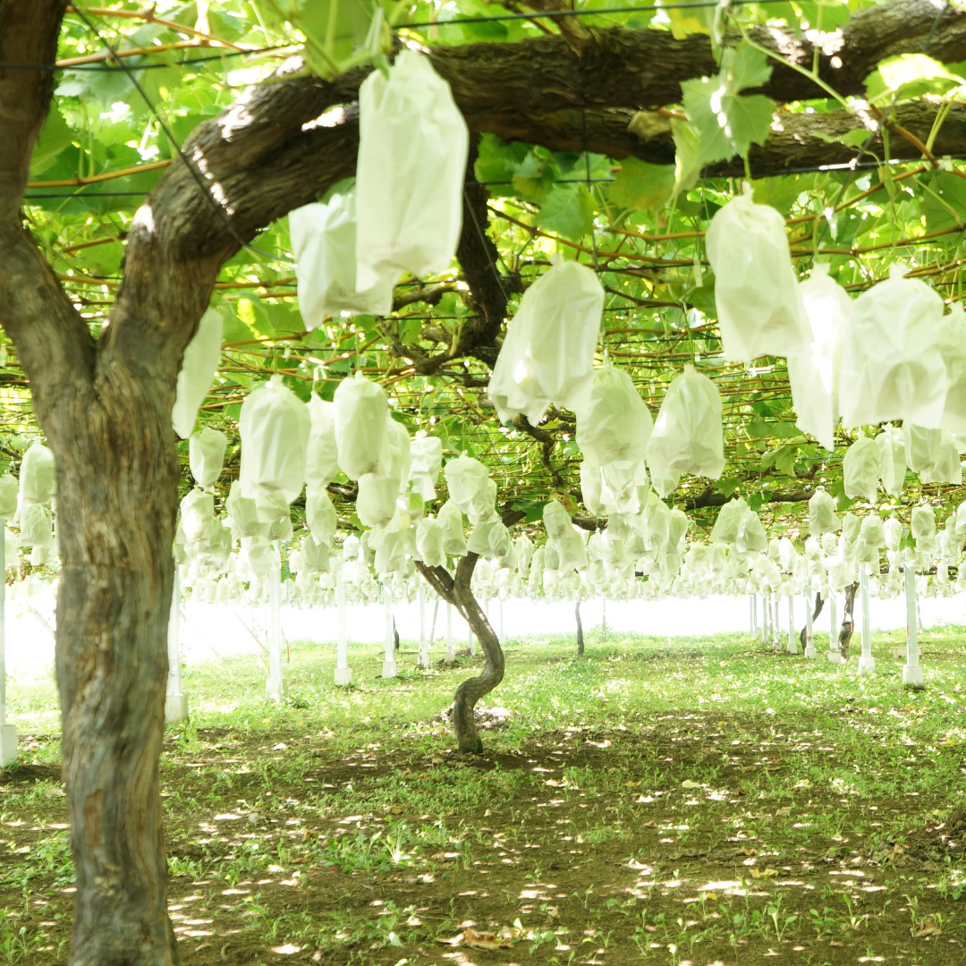 《 先行予約 》 シャインマスカット 2～3房 ( 約 1.5kg )  贈答用 【2026年8月下旬頃発送開始】 ( 共通返礼品：下妻市 )フルーツ 果物 マスカット ぶどう 葡萄 ブドウ 旬 国産