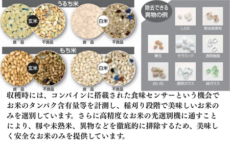 【先行予約】【令和7年産新米】コシヒカリ 精米 5kg 新潟県 |五泉市 コシヒカリ