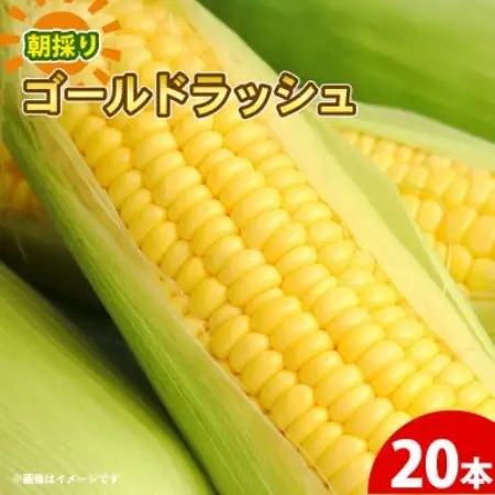 京都府久御山町 とうもろこし 20本 朝採り ゴールドラッシュ【配送不可地域：離島・北海道・沖縄県・東北】【1737373】