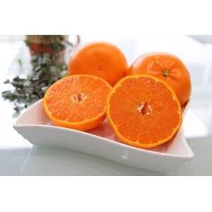 主井農園のせとか　お試し用　1kg【配送不可地域：離島】【1441420】