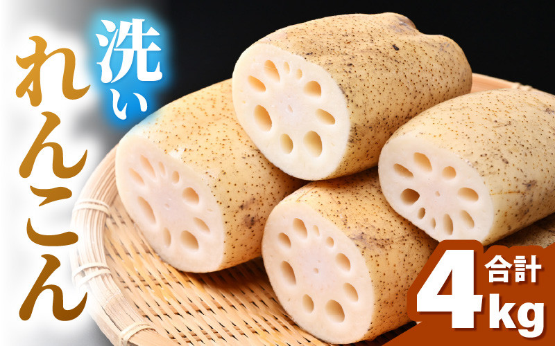 
            【先行予約】洗いれんこん 4kg 《発送直前に収穫してお届け！》 シャキっとした歯触り！／ 有機肥料 低農薬 蓮根 レンコン 野菜 根菜 正月 ※2025年11月中旬以降順次発送予定 [aw056-a013]
          