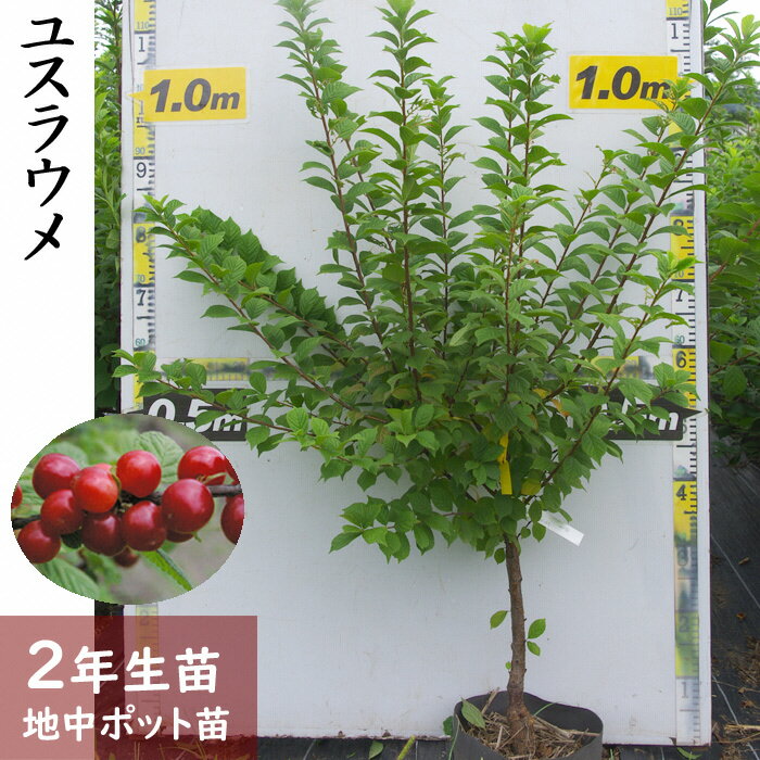 【ふるさと納税】＜すだ農園＞2年生 苗木◇ユスラウメ(山桜桃)[地中ポット苗 2024年] ※2025年12月上旬頃～2026年5月下旬頃に順次発送予定 ※北海道・沖縄・離島への配送不可
