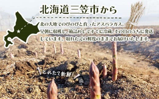 【先行受付】のみやまファームのグリーンアスパラガス（Ｍ～２L以上）1kg