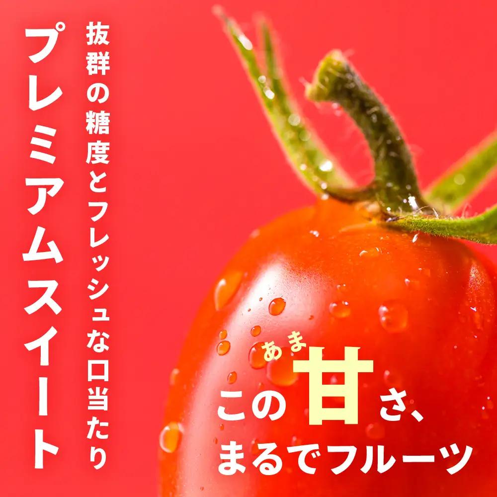【2027年先行予約】朝採りPremium Sweet ＆フルーツミニ ミニトマト 1kg