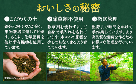 【先行予約】シャインマスカット 岡山 約2kg 食べ切りセット 《2026年9月上旬頃より出荷》 数量限定 シャイン マスカット 岡山県産 果物 フルーツ 旬 葡萄