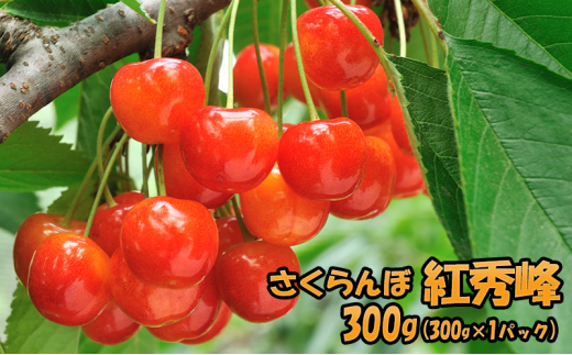 [先行受付] 北海道 仁木町産 さくらんぼ 紅秀峰 300g（300g×1パック）果物類 くだもの フルーツ サクランボ チェリー [JA新おたる]