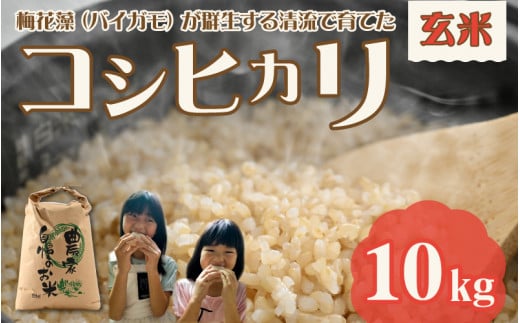 【先行予約】令和7年産 梅花藻が群生する清流で育てたコシヒカリ（玄米 10kg） ※2025年9月下旬以降順次発送予定 [A-040025]
