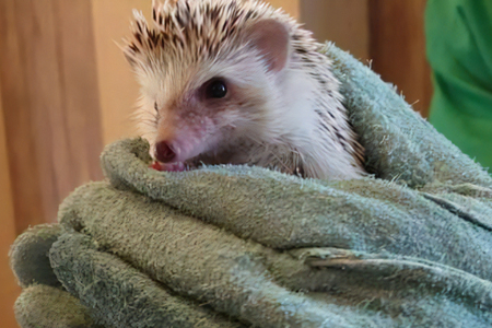 東京ドイツ村 入園チケット 1枚＋世界のふわもこ動物王国 1日入場引換券 1名様分｜旅行 観光 日帰り 泊り あそぶ 立ち寄り スポット デーマパーク レジャー チケット 見どころ アクアライン 房総