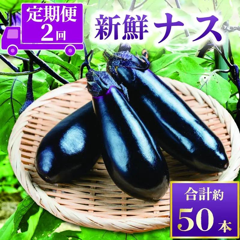 先行受付 ナス 定期便 計約50本 | ナス TR-2000