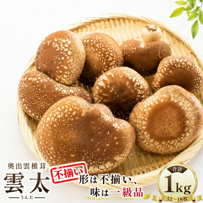 【ふるさと納税】奥出雲椎茸「雲太」不揃い1kg 椎茸 生しいたけ 12枚 15枚 18枚 肉厚 収穫直後 新鮮 菌床栽培 国産 きのこ キノコ 野菜 料理 食品 プレゼント 贈り物 ギフト