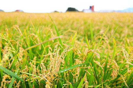 【定期便6回】北海道奈井江町　ななつぼし　5kg