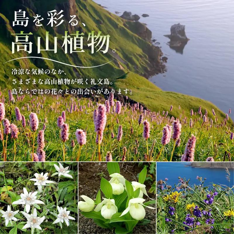 【返礼品なし】北海道 礼文町 ふるさと応援寄附金 50,000円コース ［北海道礼文町］【 寄附のみ 応援 支援 礼文島 地域貢献 自然保護 地方創生 まちづくり ふるさと納税 】