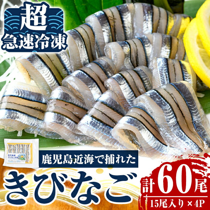 【ふるさと納税】捕れたてキビナゴのお刺身(15尾入り×4P) 国産 きびなご キビナゴ 刺身 さしみ 刺し身 冷凍【海鮮七海】