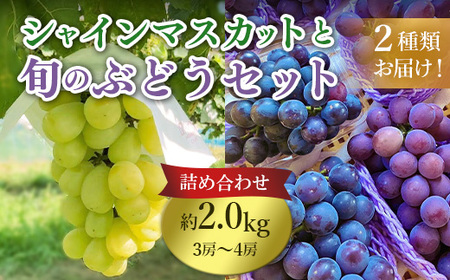 633 旬のぶどう詰め合わせ2.0kg(シャインマスカットと旬のぶどうセット) 先行予約 【奥谷農園】