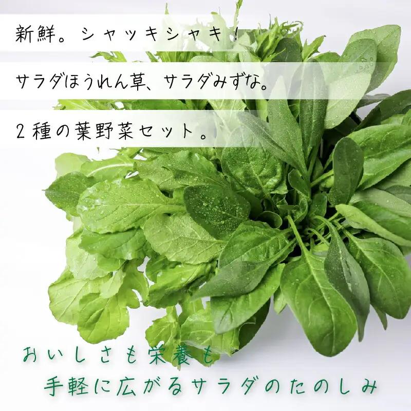 2種セット サラダほうれん草 みずな サラダセット | 水菜 ほうれんそう 水耕 栽培 新鮮 葉物 野菜 ドレッシング 南国市