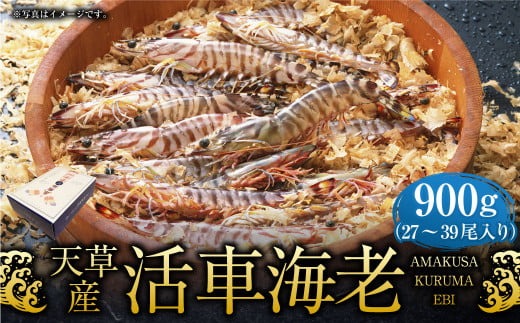 【配送指定日必須】天草産活車海老 900g 27～39尾 活き車海老 車海老 車エビ 活き海老 活きエビ えび 海老 エビ 新鮮 魚介 【発送期間2025年11月5日から2026年3月31日】