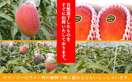 宮崎県産完熟マンゴー[青秀] 合計約1kg（2～3玉）