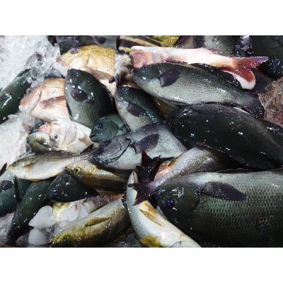 ふるさと納税 長崎市 長崎漁港発!旬の地魚鮮魚セット(お試しミニ)