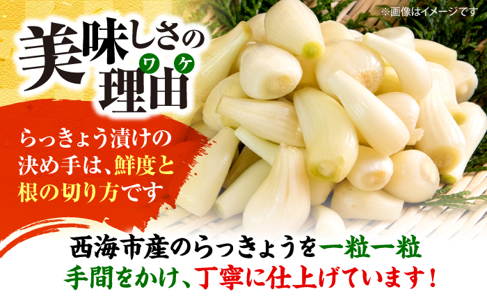【びっくり大粒】昆布仕込み！さいかいらっきょ艶づけ（甘酢漬け）1.8kg（600g×3P）＜道の駅さいかい みかんドーム＞ [CAI020]