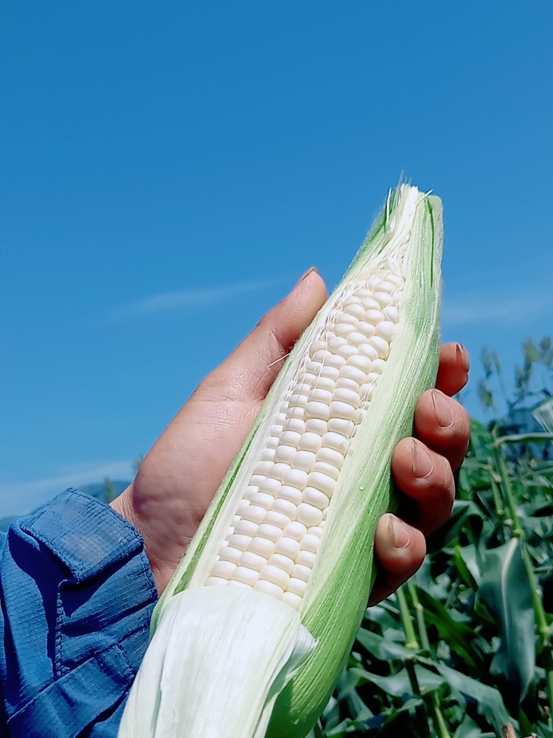 
            【関東地域限定配送】　白い贅沢　 ピュアホワイト（約3kg）『from 名水の里 秦野』とうもろこし 人気 糖度 野菜 白いとうもろこし 白いスイートコーン 産地直送  旬 019-08-1
          