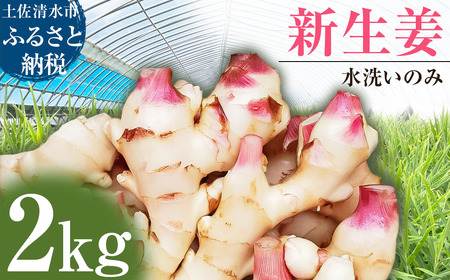 【先行受付】新生姜 2kg 水洗いのみ 生姜 生姜湯 ジンジャー しょうが ショウガ 2キロ 野菜 旬 季節限定 佃煮 甘酢漬け ジンジャーエール サラダ 新鮮 温まる 温活 冷え対策 国産 高知県 土佐清水市 高知【R01552】