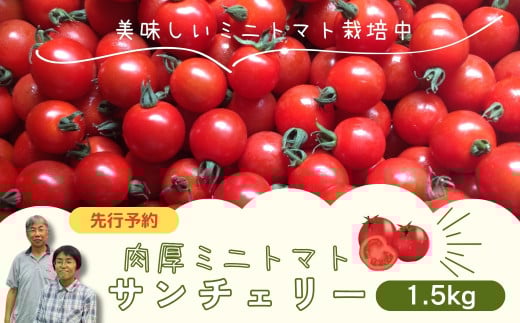 【 先行予約 】 ミニトマト サンチェリー 1.5kg 7月発送 トマト とまと プチトマト 新鮮 野菜 農家直送 1キロ おすすめ ギフト 贈答 プレゼント 福島県 田村市 田村 よしのや農園