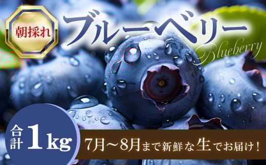 朝採れブルーベリー【ブルーベリー ぶるーべりー 1kg 朝採れ 生食 冷蔵 果物 くだもの フルーツ 産地直送 期間限定 季節限定 早期予約】