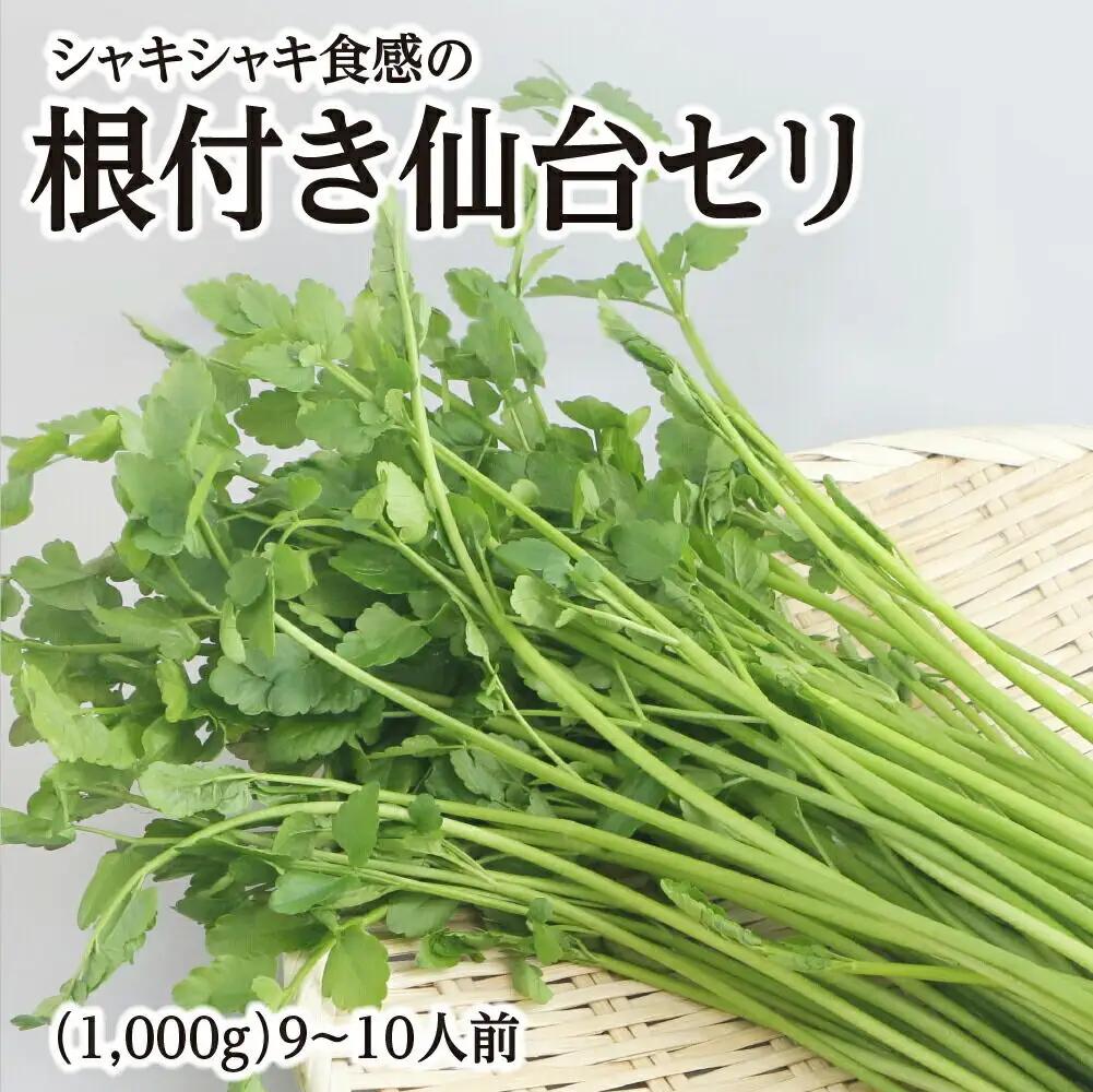【期間限定】シャキシャキ食感の根付き仙台セリ（1,000g）9～10人前