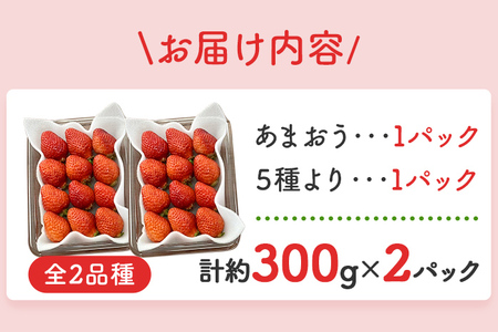 あまおうと旬のいちごの食べ比べセット 約300g×2パック 紅ほっぺ 恋みのり よつぼし スターナイト 星の煌き おすすめ 福岡県 大木町 BO002【2025年12月下旬～2026年4月末頃にかけて