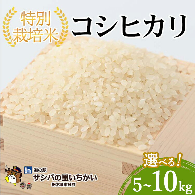 【ふるさと納税】＼選べる内容量／ 特別栽培米〈コシヒカリ〉5kg・10kg ｜ 国産 栃木県産 コシヒカリ 米 お米 特別栽培米 精米 白米 栃木米 とちぎ米 産地直送 送料無料 ※2026年9月～発送