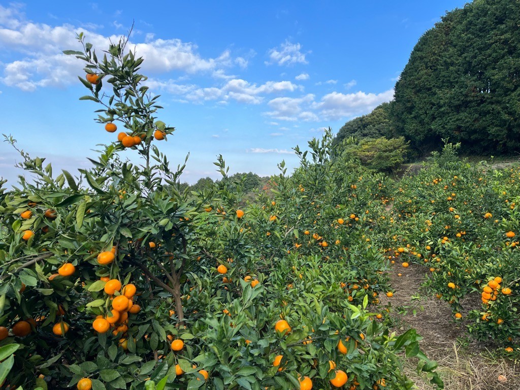峰農園のゆたたりみかん【石地みかん】5kg 