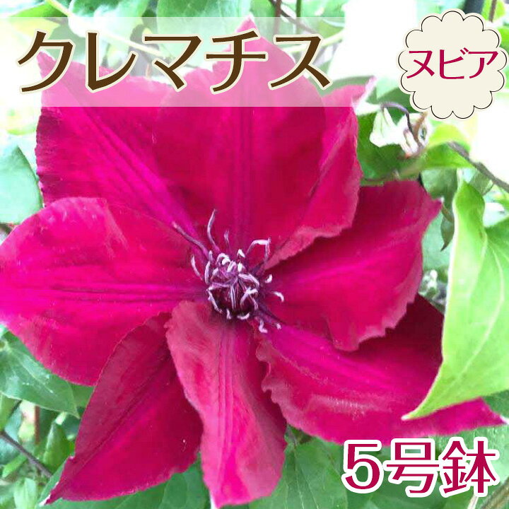 【ふるさと納税】【先行予約】クレマチス “ヌビア” 5号鉢｜花 クレマチス 鉢 《3月中旬-3月下旬頃出荷予定》
