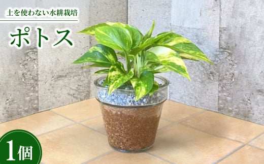 
クラーロ140　エコスギ植え　ポトス【1264387】
