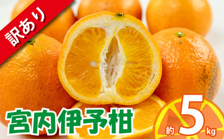 訳あり 宮内伊予柑 約5kg 【2026年1月下旬から順次発送】 | 訳あり みかん 訳あり柑橘 訳あり商品 伊予柑 いよかん みかん 宮内いよかん 柑橘 松山 愛媛県【VEG107】