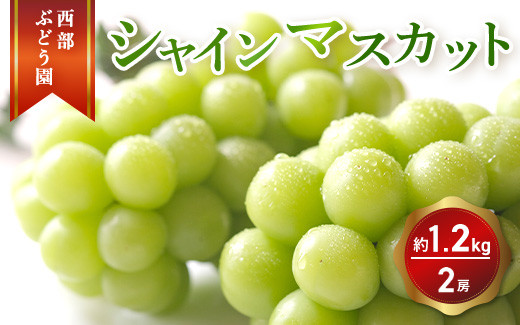 
                  西部ぶどう園 シャインマスカット2房 約1.2kg 葡萄 フルーツ 果物 ※2026年9月上旬頃より順次発送 ※沖縄・離島への配送不可
                
